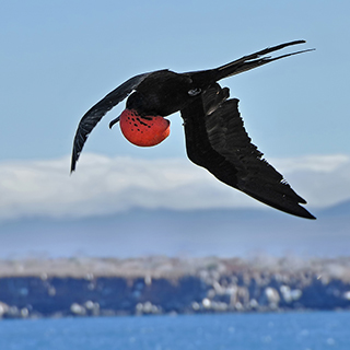 Galapagos - North Seymour - Frigatebird